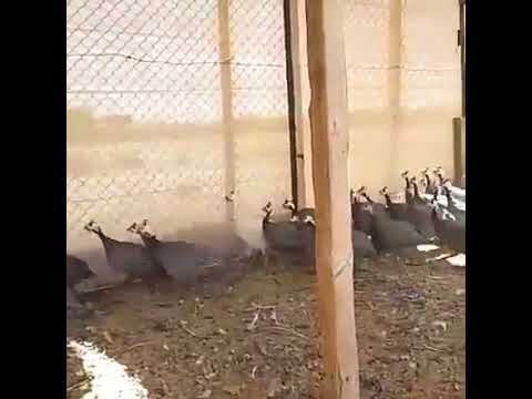 القبج العراقي