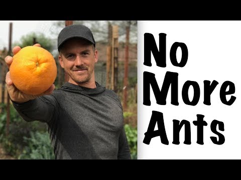 How to Get Rid of Ants in Your Garden!