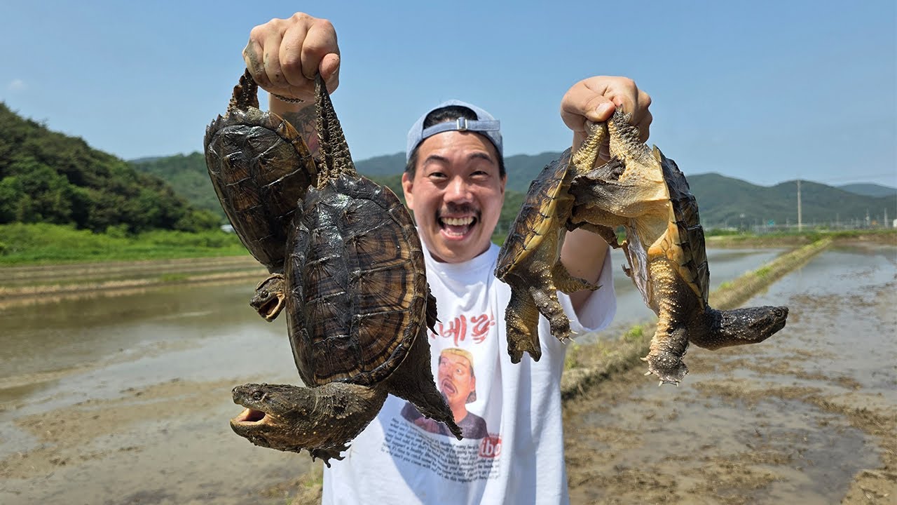 우리나라 논에 번식한 늑대거북을 맨손으로 직접 잡아서 라면과 숯불구이로 먹어보자!