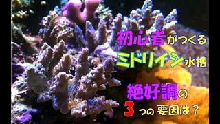 シアノバクテリア撃退！＆ミドリイシ絶好調の３つの要因は？　ミドリイシの森を目指して#06　【海水魚水槽】