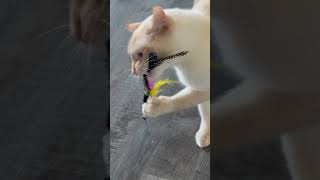 Saki the Flame Point Siamese tug of war!