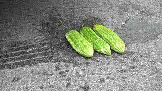 Crushing Crunchy & Soft Things with the aid of Car! - EXPERIMENT: CHICKEN TOYS VS CARby way o  # 92 screenshot 5