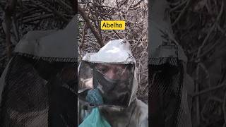 Dia de tirar abelha. #abelhas #mel #diadia #vidanaroça #shorts #viral