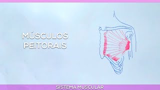 Apertados músculos causa peitorais