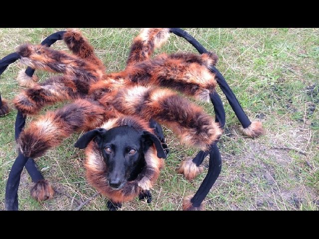 dog eats spider