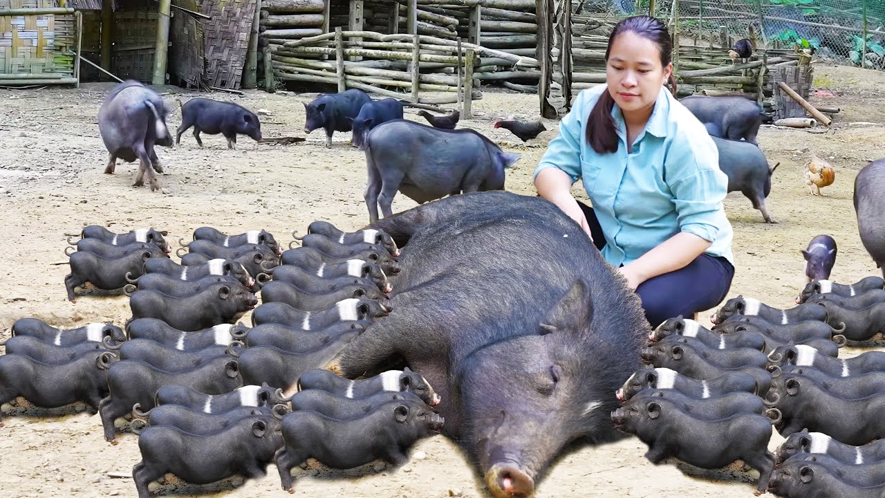 How to Take care of Giant Pigs & Piglets, Feed Chicken, Dogs, Gardening | LTC - Free Bushcraft