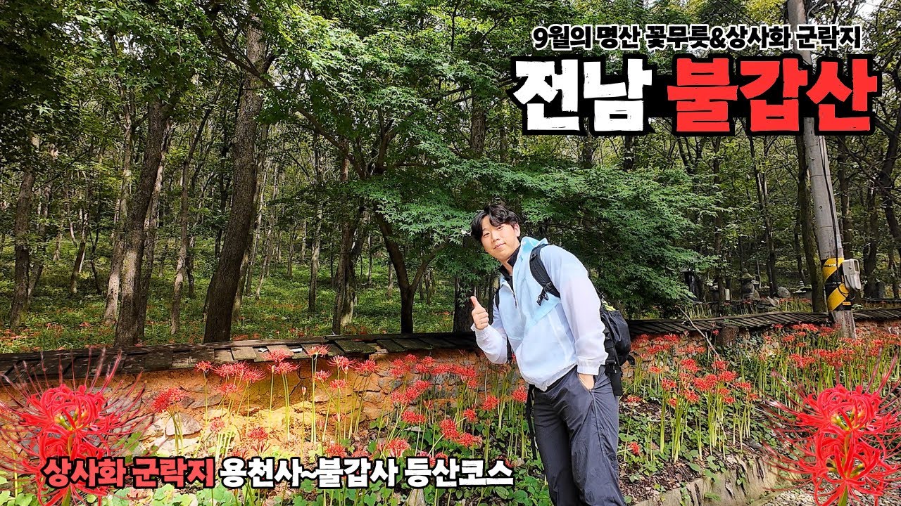 전남 영광 불갑산, 상사화 군락지를 모두 즐길 수 있는 용천사~불갑사 등산코스 추천!ㅣ꽃무릇 축제,상사화 축제ㅣ