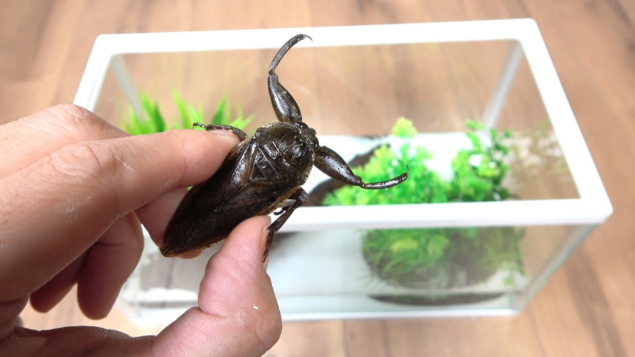 タガメの飼育環境をセッティング