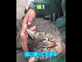 池ねこ達　　　　#shorts
