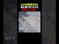 800m先のヒョウを捉えるも 先に見つかっていた
