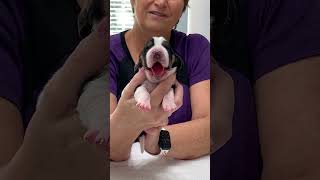 Bailey’s Bassets presents Annie Mae’s litter of girl puppies. by Bailey's Basset Hounds 276 views 6 months ago 7 minutes, 12 seconds