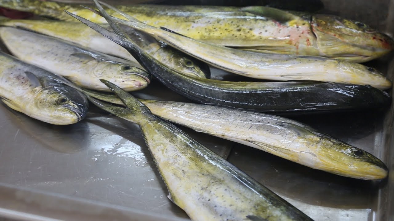 Trinidad and Tobago: sustaining livelihoods through co-management of marine resources