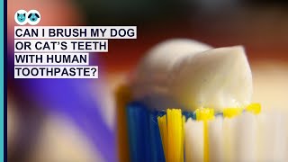 Can You Use Human Toothpaste on a Dog or Cat? | Pet Dental Care Series