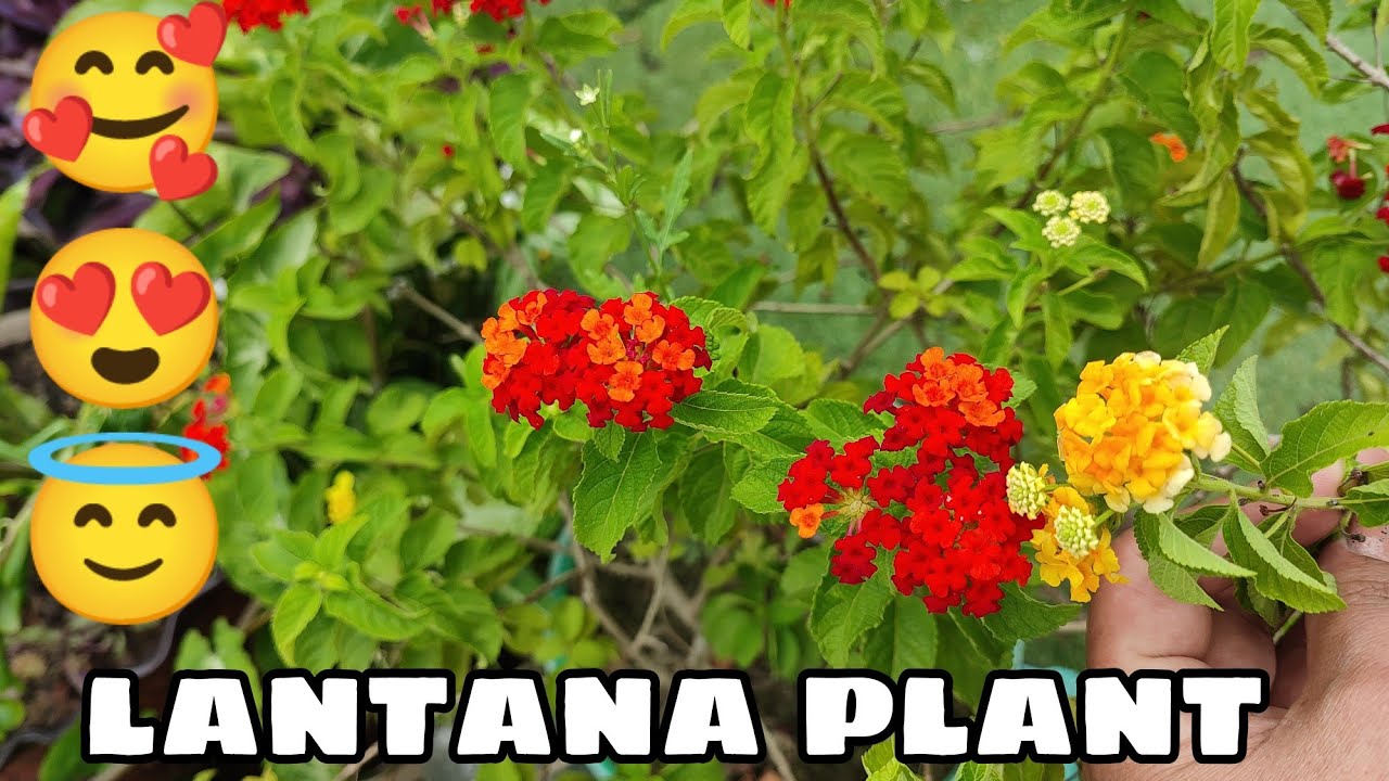 Lantana plants care and update/Full tips of lantana plants@solankis garden.