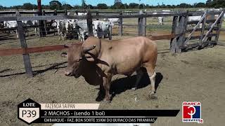 LOTE P39 - 25• LEILÃO VIRTUAL PANTANAL CORTE