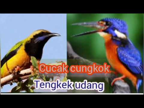 CUCAK CUNGKOK TENGKEK UDANG GACOR