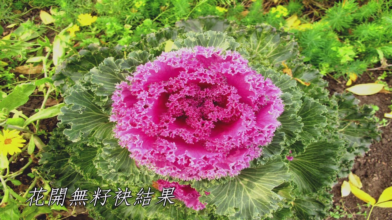 喬幼 做恁的倚靠 羅曼薩克斯風演奏