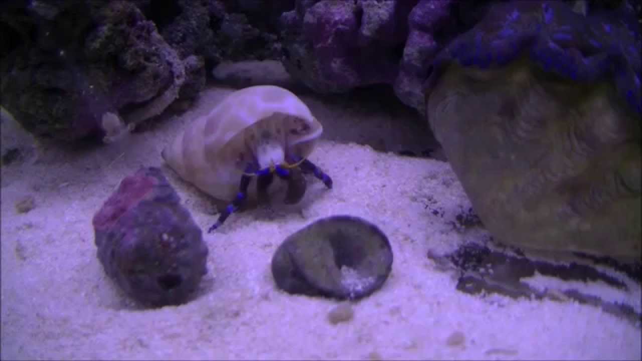 水槽におつまみのバイ貝の殻が入ってた Youtube