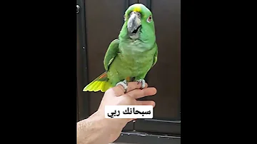 ببغاء يتكلم 