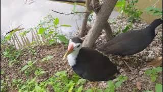 Tiếng quốc mồi trống và mái giai đoạn sinh sản . Burung ruak ruak wak wak