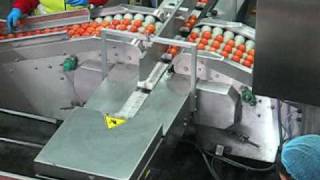 Tomato infeed packing line