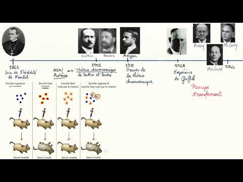 Vidéo: Comment Oswald Avery a-t-il découvert l'ADN ?