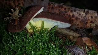 Albatrellus pes-caprae