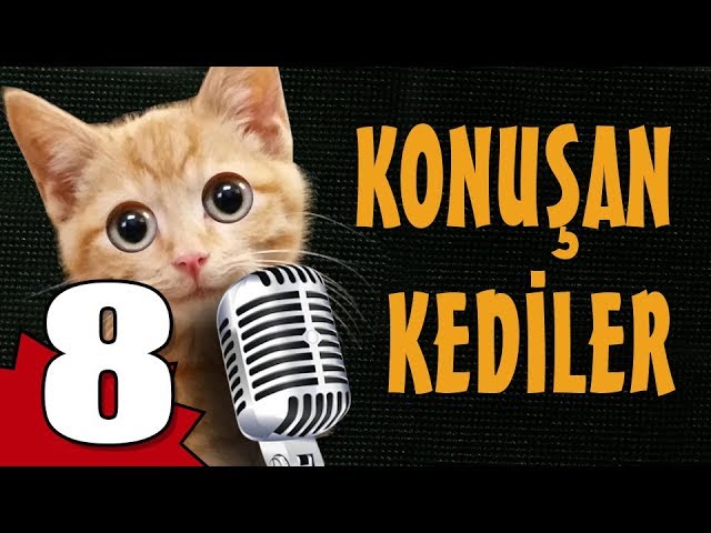 Konusan Kediler 8 En Komik Kedi Videolari Youtube