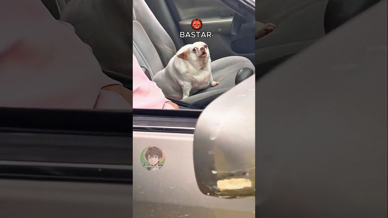 🐶 Cane panzone (PARTE 4)