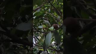 #shortsvideo #rooftopgarden #youtubeshorts #ইসলামিক_ভিডিও