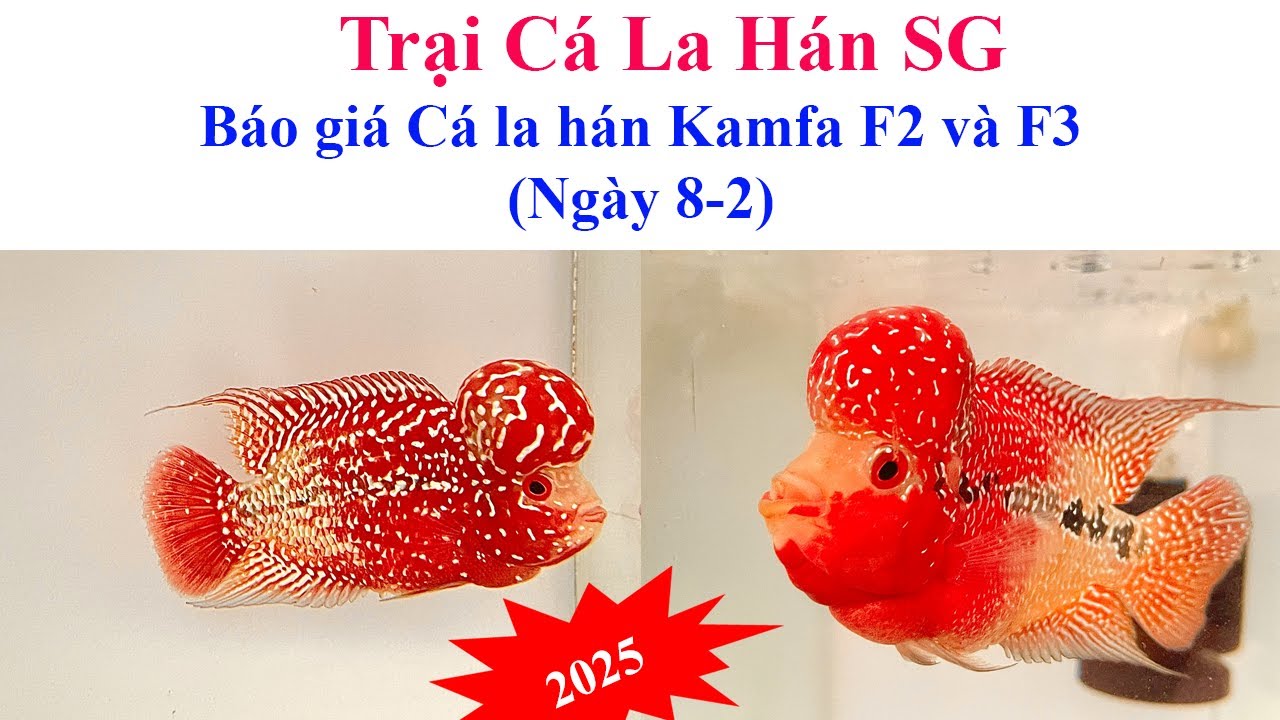 Báo giá cá la hán Kamfa F2 và F3 (ngày 8-2-2025) - Trại Cá La Hán SG