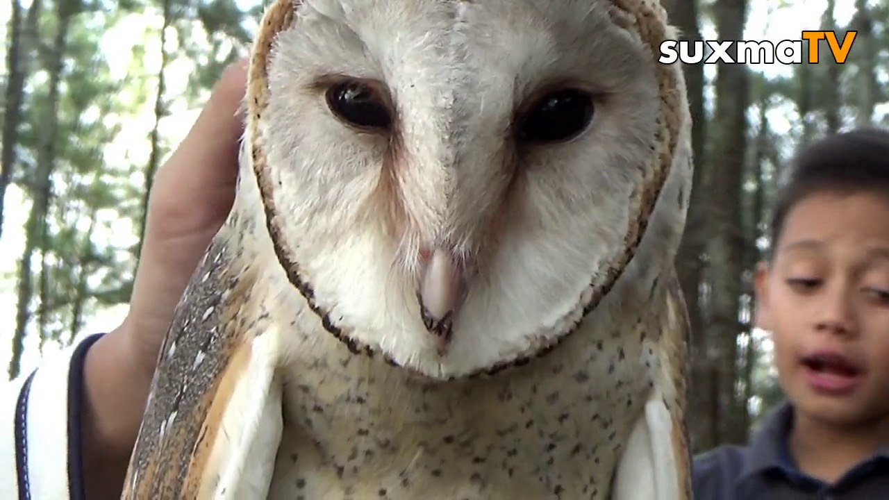6700 Koleksi Hantu Joget Dangdut Gratis Terbaik