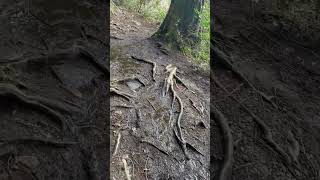 #shorts #naturalcalm #tranquility #naturalcalm #naturewalk #naturelove #springdiaries#forest #hiking