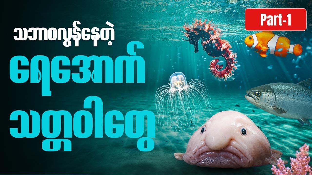 ထူးခြားတဲ့ ပုံစံတွေနဲ့ အသက်ရှင်နေတဲ့ ရေအောက်သတ္တဝါများ Part -1