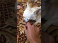 Леди играет с палкой😅🙈))🐶