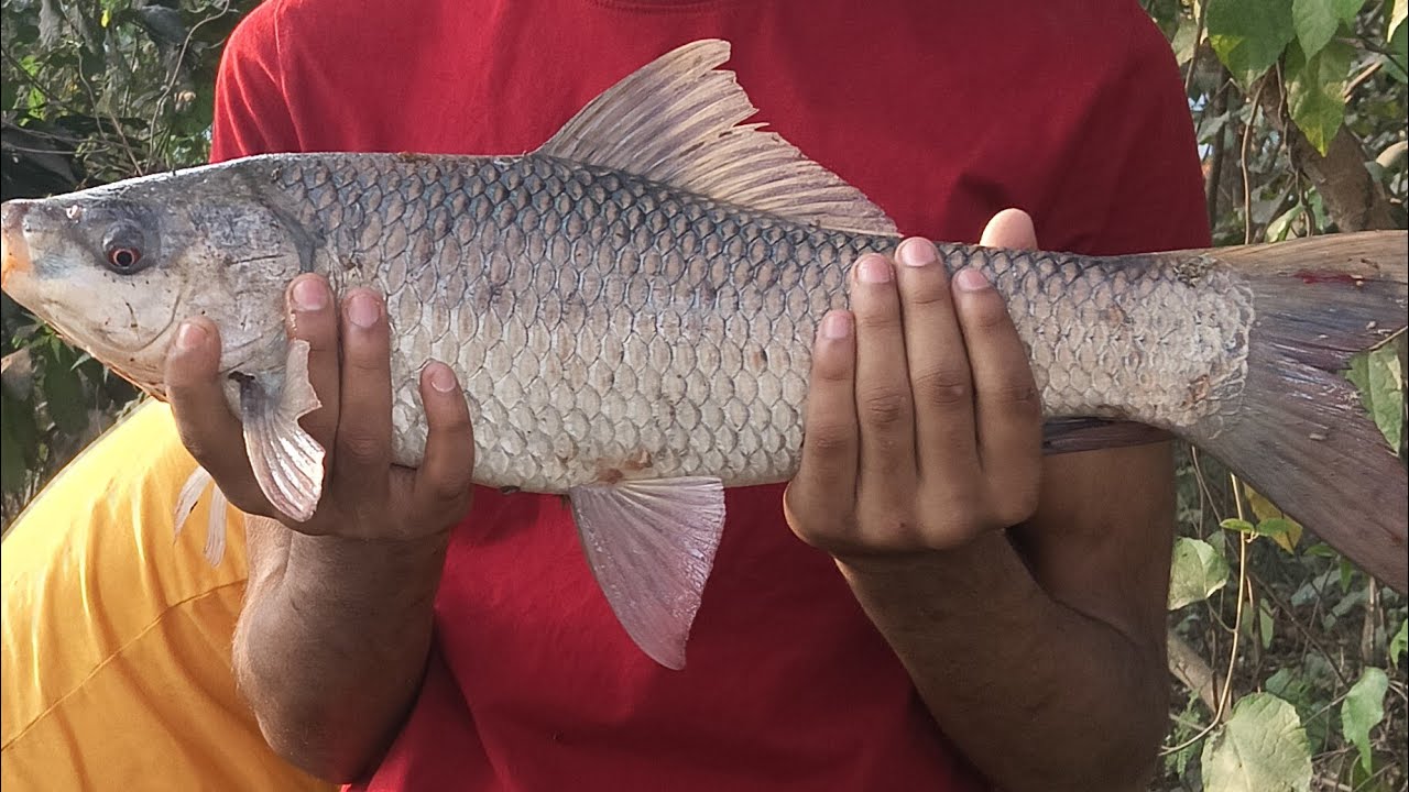 🔴 LIVE KATLA SPECIAL BAIT 😱 | SATTU PALUO GHEE MAGIC