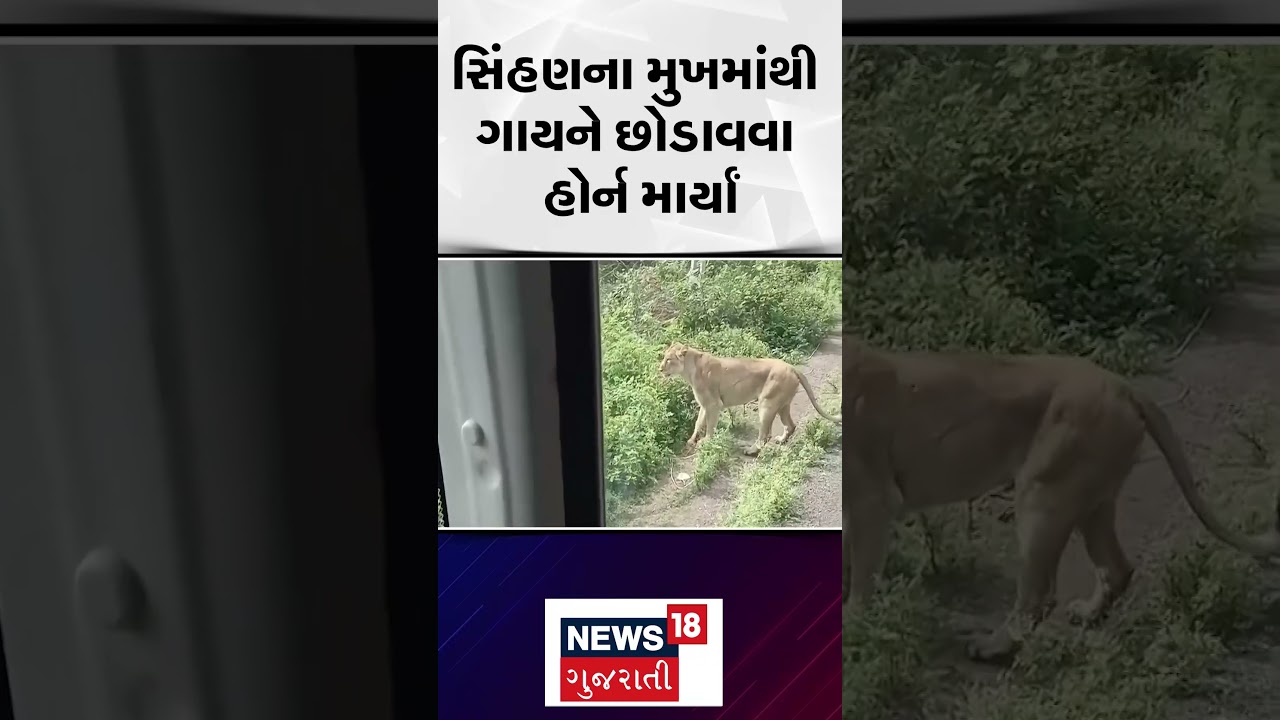 Amreli News : સિંહણના મુખમાંથી ગણે છોડાવવા હોર્ન માર્યા | Video Viral | Gujarati News | N18S #shorts
