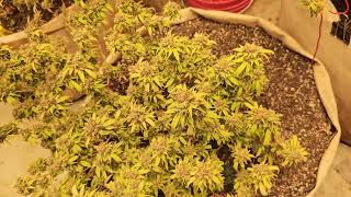 New Crop 😍