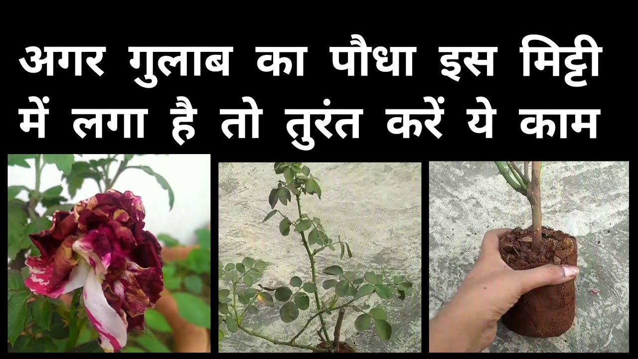 190 How to Repot Rose Plant / लाल मिट्टी में लगे गुलाब को गमले में