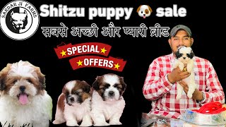 shitzu puppy sale top quality call now-9755377701-7898822795