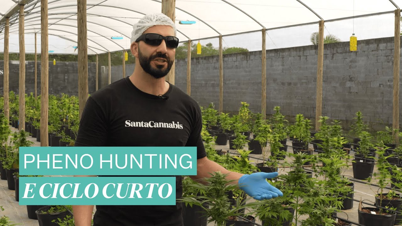 O Pheno Hunt da Santa Cannabis - Com Raul Bevenutti Cannabionic
