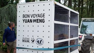Bon voyage Yuan Meng : le premier panda né en France s'envole pour la Chine