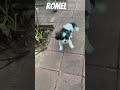 Romel is a cute dog