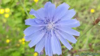 Asteraceae Revised - Uk Wildflowers - Five-Minute Families