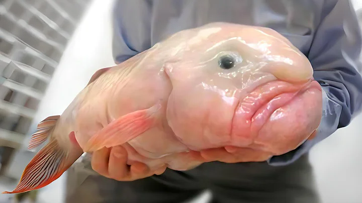 10 Ocean Creatures You Won't Believe Exist!