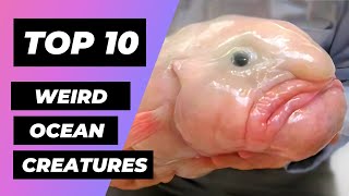 TOP 10 Ocean Creatures YOU WON'T Believe Exist | 1 Minute Animals