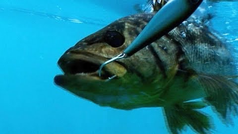 Slinging Calicos on Shimano's Waxwing Swim Jigs