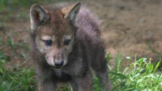 Nightbloom - How To Level Your Wolf Legitly in Silkroad Online SRO