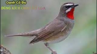 Tiếng Hót Của Oanh Cổ Đỏ-Loài Chim Di Cư Hót Rất Hay | Chim Cảnh Huynh Đệ 2023