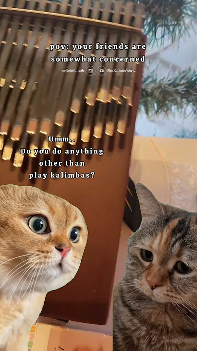 My plans for 2024 to 2025? 🤐 #trendingreels #talkingcats #catmemes #kalimba